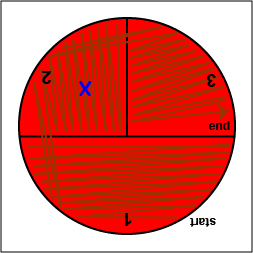 Illustration showing how to streak sector 3 of your blood agar plate.